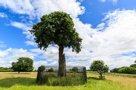 Charles II oak tree